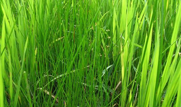 野荸荠萌发特性