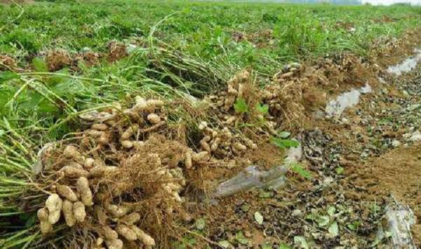 夏季对花生的管理做好这几点，花生高产不是问题！
