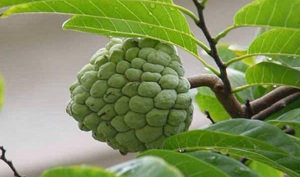 番荔枝栽种管理