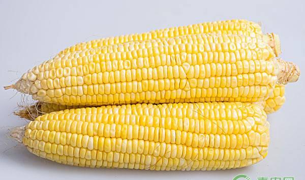 玉米出现蛀虫是哪些原因？有什么防治方法？