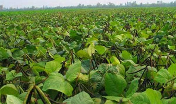 红小豆种植方法