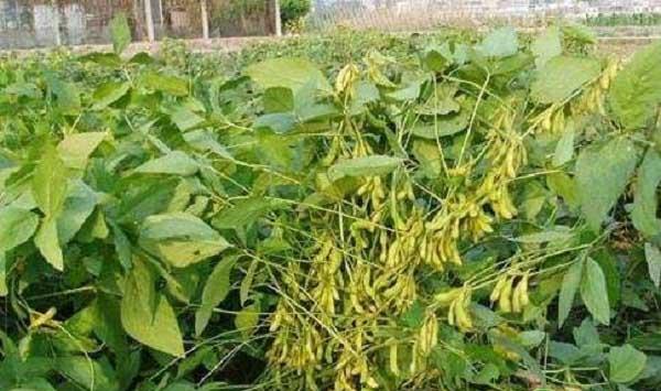 大豆叶面肥的喷施技巧及注意事项