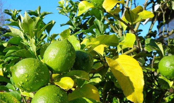 柠檬种植技巧