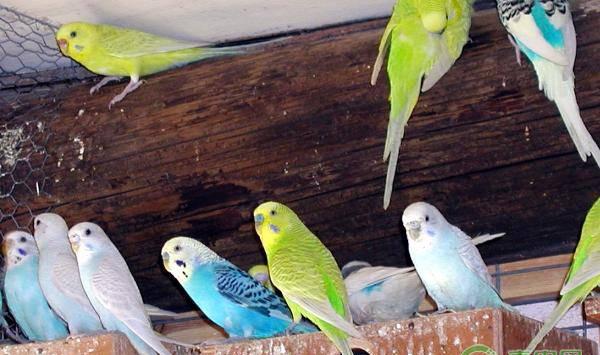 鹦鹉的常见疾病及防治措施