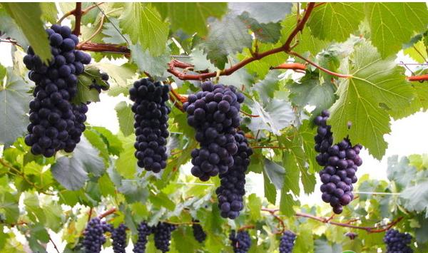 葡萄种植技巧