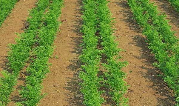 胡萝卜优质高产种植管理技术