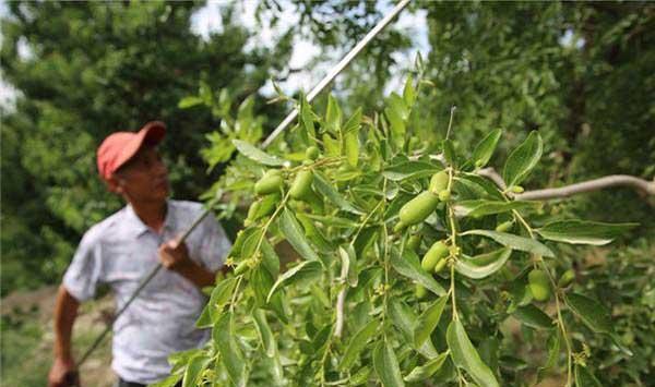 露天枣树的夏季管理技巧