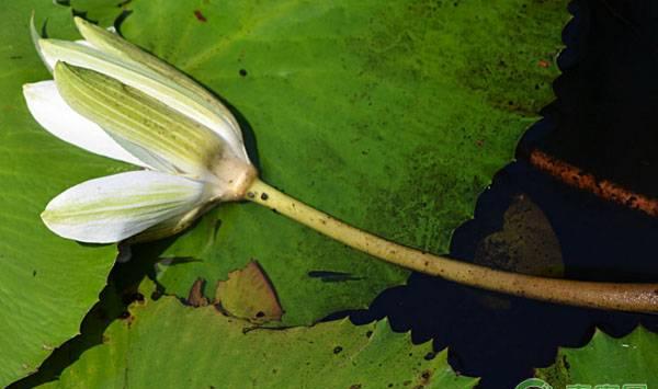 白莲腐败病的症状、发病规律、原因及防治措施