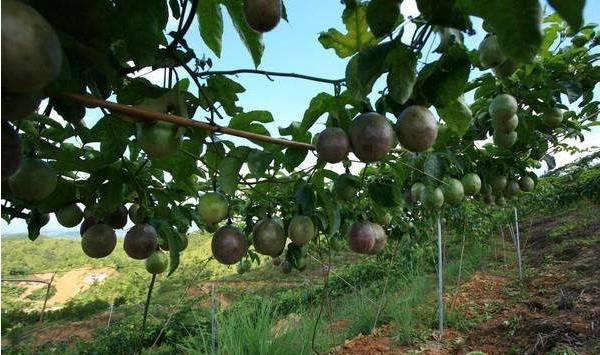 百香果种植条件及田间管理方法