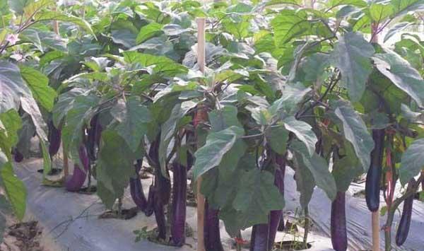 茄子大田期的管理要点