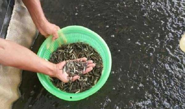 黑鱼疾病防治