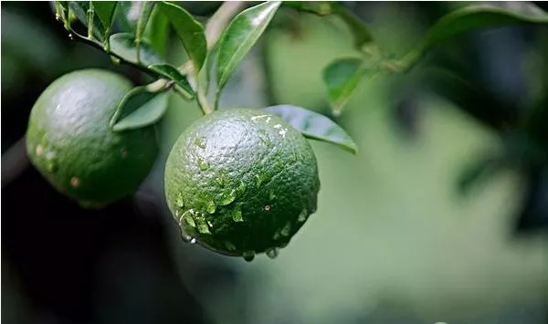 柑橘种植管理