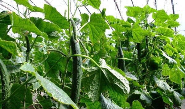 黄瓜空心的原因及防治方法