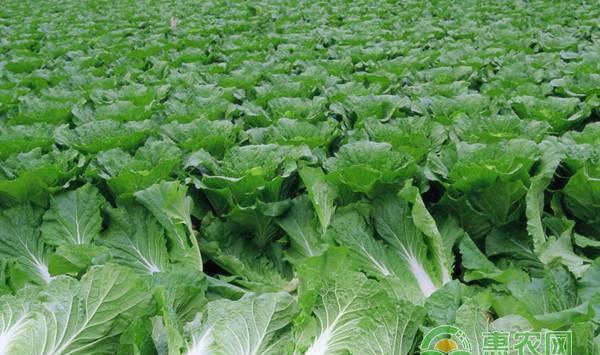 种的大白菜不包心？主要是这四个方面造成的
