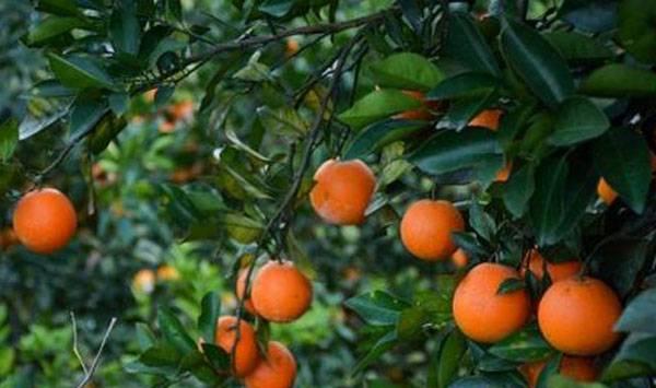 磷酸二氢钾保花保果