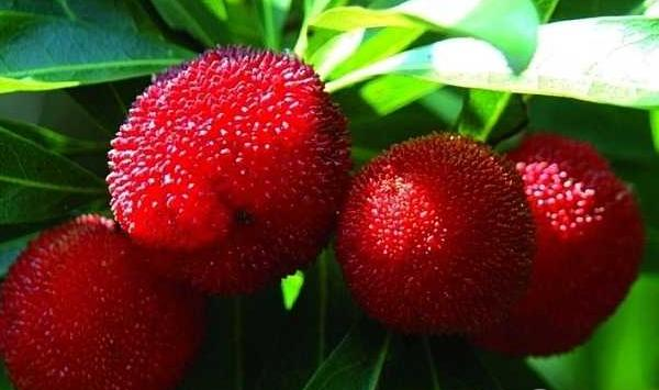 种植杨梅方法