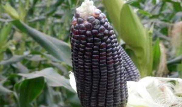 玉米出现蛀虫是哪些原因？有什么防治方法？