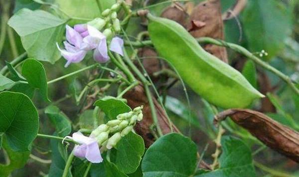 刀豆高效种植管理技术要点