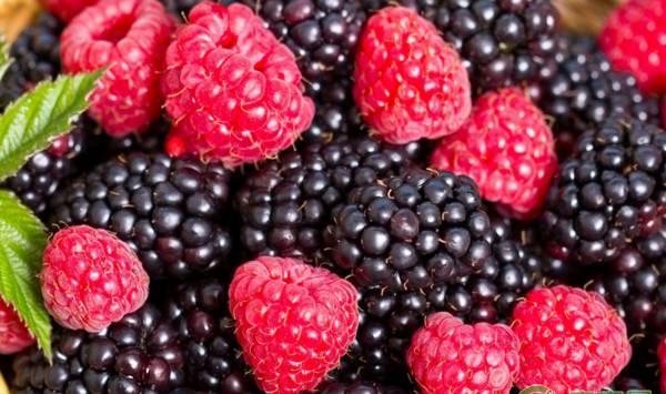 树莓果茶、果酱的加工方法详解