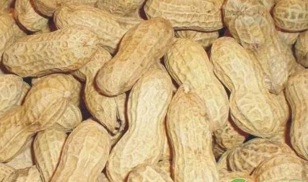 花生卷叶的原因及其防治措施