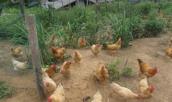 农村散养鸡技巧
