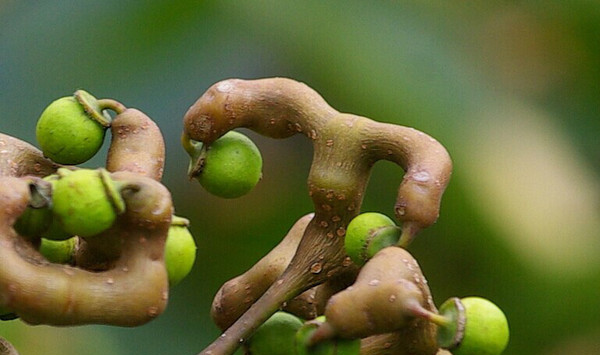 拐枣种植技术