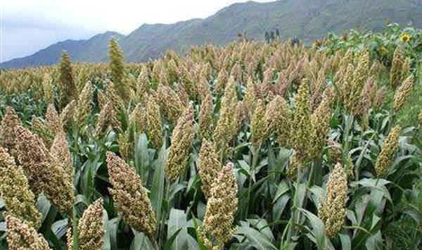 高粱拔节期管理