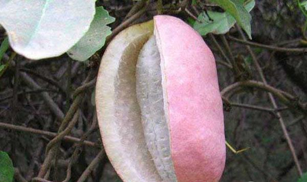 八月瓜的种植方法