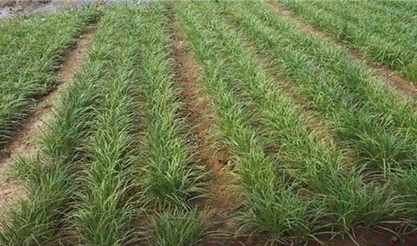 韭菜种植管理技巧