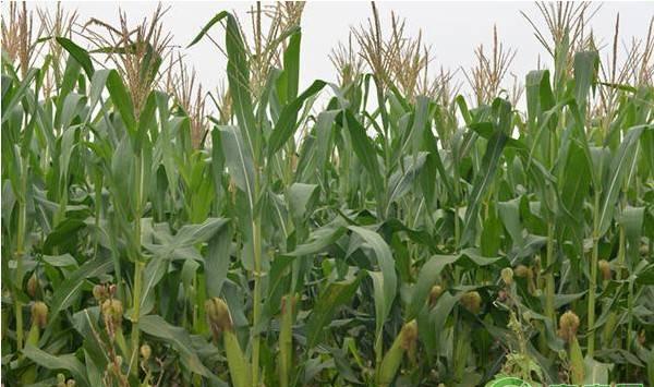 夏玉米倒伏的原因及防治措施