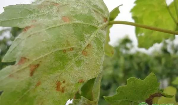 种植苹果出现果锈怎么防治？做好这几点就可以！