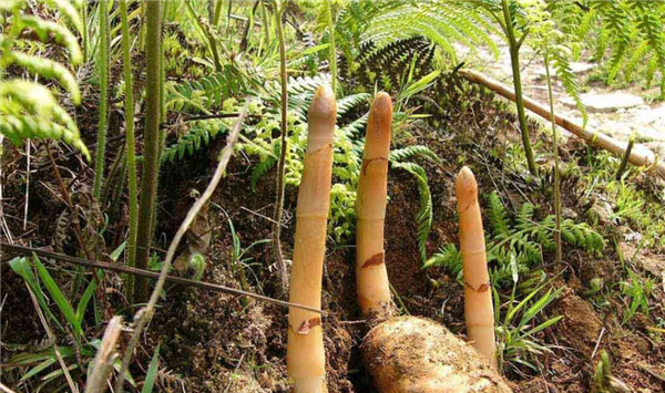 天麻种植管理技巧
