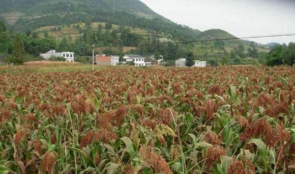 高粱拔节期高产管理 
