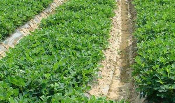 种植花生增产的七个妙招，值得收藏！