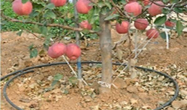 果树不同季节的栽培要点