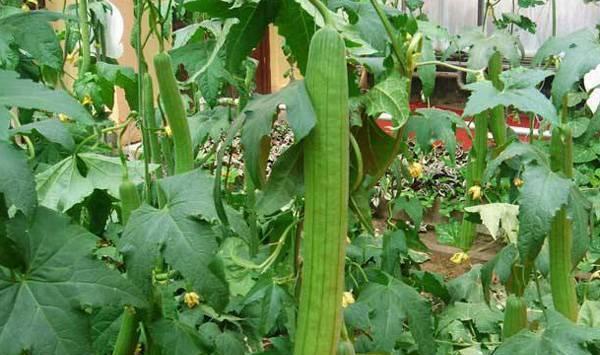 日光温室丝瓜高效种植管理技术