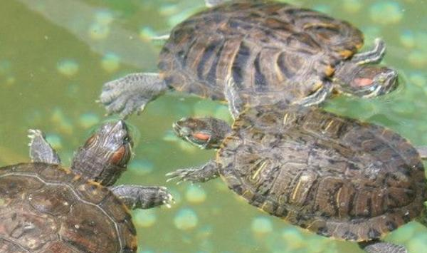饲养小乌龟的技巧