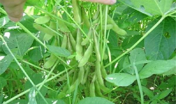 大豆花期管理方法
