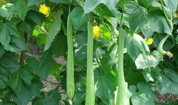 日光温室丝瓜高效种植管理技术