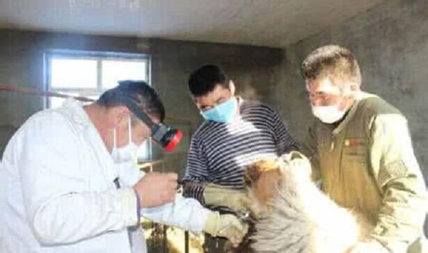 羊的人工授精技术