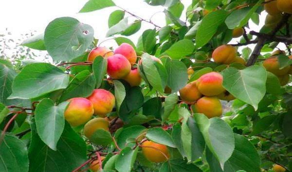 李子树产量不高，大多是这八个原因造成，赶紧看看吧！