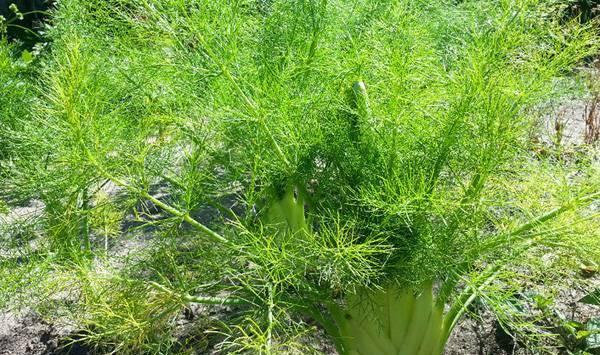 秋茬茴香种植时间