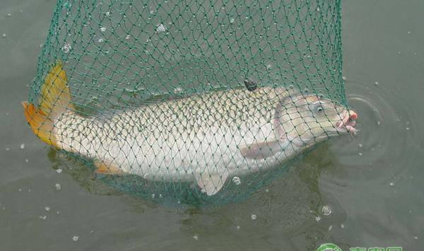 养殖鱼类为什么容易生病？大多是这十二个原因！