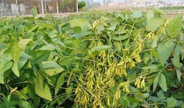 夏大豆容易倒伏别担心，用这五个办法轻松解决！