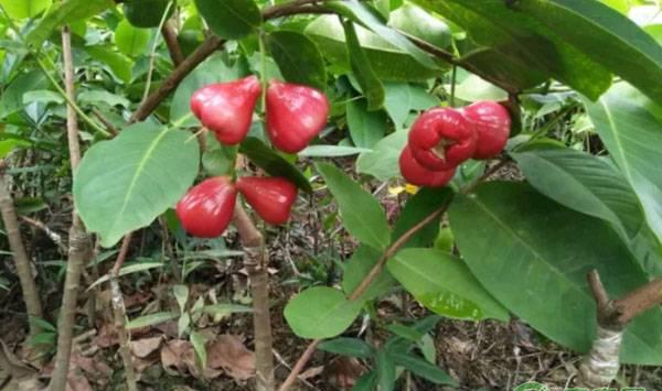 莲雾果腐病的症状、发生规律及防治方法