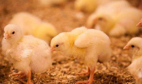 蛋鸡断喙注意事项