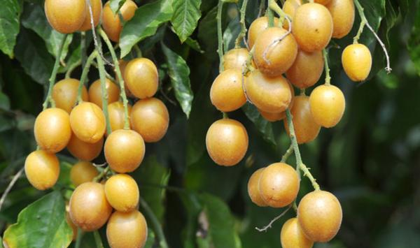 黄皮果种植方法