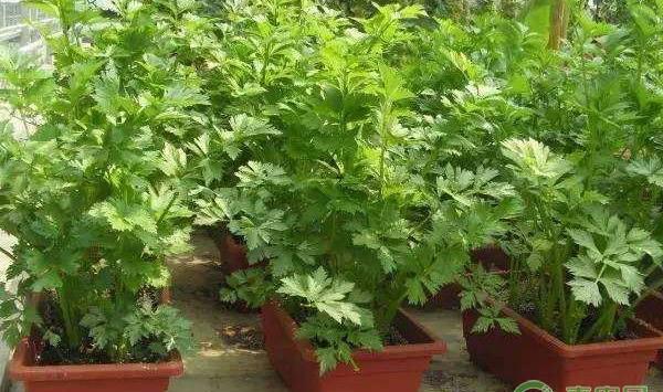 盆栽芹菜的种植要点及注意事项