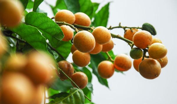 黄皮果种植技巧