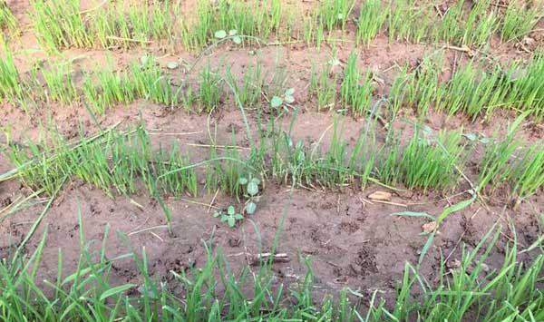 韭菜黄叶的原因及其解决措施